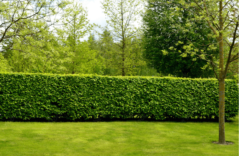 Lawns
