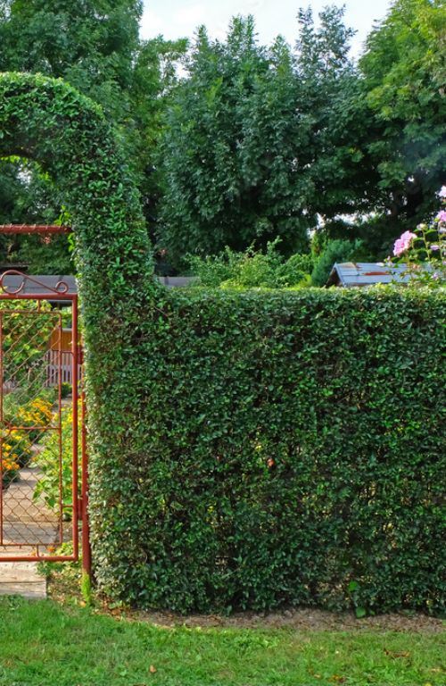 Why use our hedge services